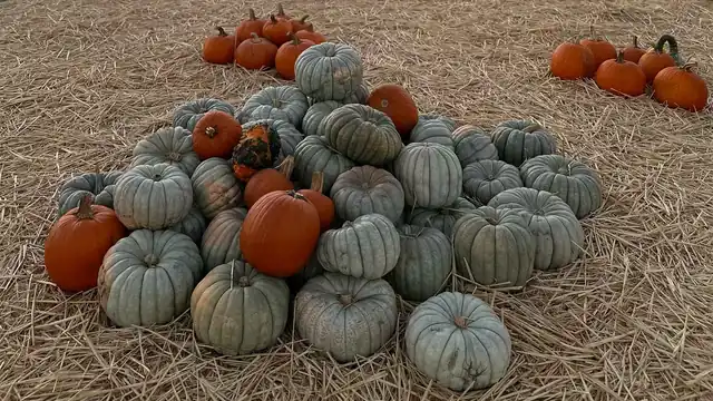A sculptural pile of blue and orange pumpkins on straw
