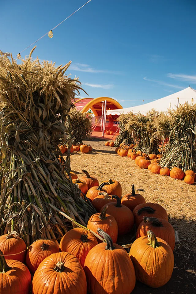 Pumpkins lining a corn-stalk pathway at the Concord patch