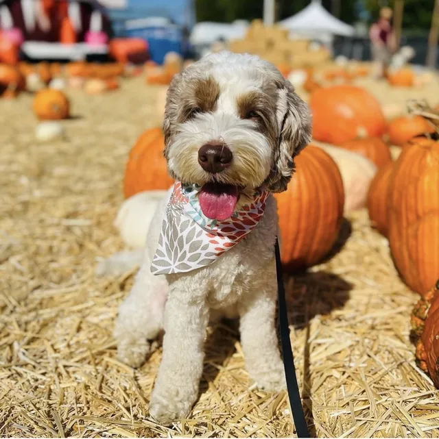 A happy doodle in a bandana sitting among the pumpkins — the patch is dog friendly