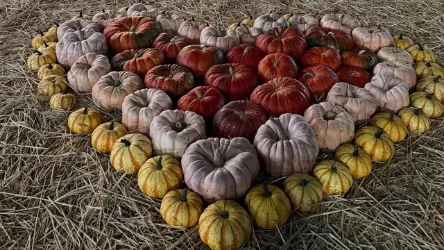 A colorful display of striped, red, green, and white heirloom pumpkins