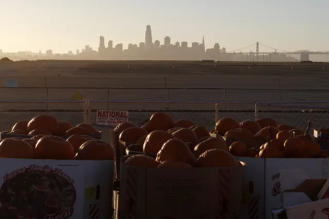 Bins of pumpkins at Alameda Point with the San Francisco skyline and Bay Bridge across the water in golden-hour haze