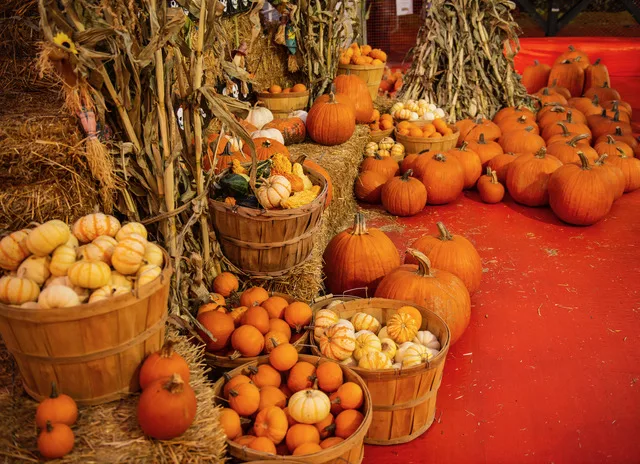 Orange and white pumpkins arranged in baskets among corn stalks
