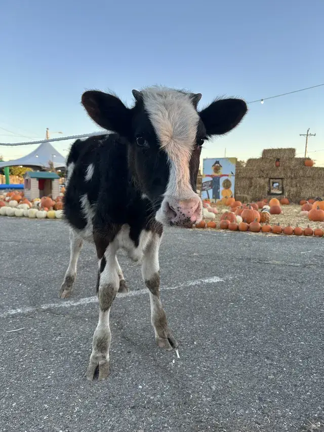 A calf looking into the camera at the petting zoo, pumpkins behind