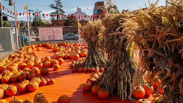 Pumpkins and corn stalks arranged along a bright orange path
