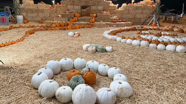 White and orange pumpkins arranged in sweeping rings through a straw maze