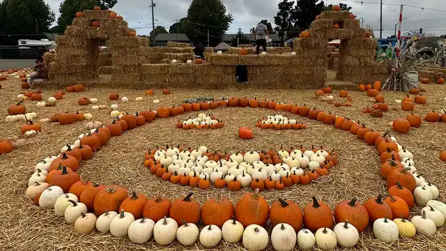A wide pumpkin maze with orange and white pumpkins arranged in concentric patterns