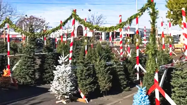 Rows of Christmas trees beneath evergreen garlands and red-and-white lot markers